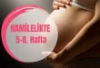 Hamilelikte 5-8. Haftalar